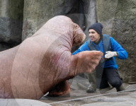 FEATURE - Drei spanische Walrösser ziehen bei Hagenbeck in Hamburg ein