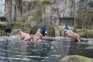 FEATURE - Drei spanische Walrösser ziehen bei Hagenbeck in Hamburg ein