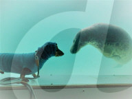FEATURE - Welpenliebe: Dackel und Robbe