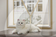 FEATURE - Roboterkatze als schnurrender Begleiter für ältere Menschen