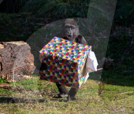 FEATURE - Gorillamädchen Afia feiert ihren 4. Geburtstag im Zoo von Bristol