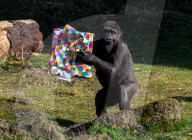 FEATURE - Gorillamädchen Afia feiert ihren 4. Geburtstag im Zoo von Bristol
