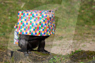 FEATURE - Gorillamädchen Afia feiert ihren 4. Geburtstag im Zoo von Bristol