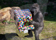 FEATURE - Gorillamädchen Afia feiert ihren 4. Geburtstag im Zoo von Bristol