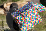 FEATURE - Gorillamädchen Afia feiert ihren 4. Geburtstag im Zoo von Bristol