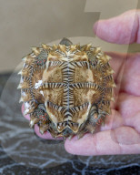 FEATURE - Klein aber oho: Die Dreikiel-Scharnierschildkröte im Terrarium für bedrohte Tierarten