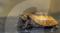 FEATURE - Klein aber oho: Die Dreikiel-Scharnierschildkröte im Terrarium für bedrohte Tierarten