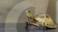 FEATURE - Klein aber oho: Die Dreikiel-Scharnierschildkröte im Terrarium für bedrohte Tierarten