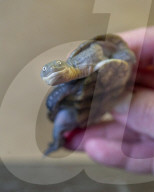 FEATURE - Klein aber oho: Die Dreikiel-Scharnierschildkröte im Terrarium für bedrohte Tierarten