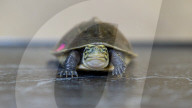FEATURE - Klein aber oho: Die Dreikiel-Scharnierschildkröte im Terrarium für bedrohte Tierarten