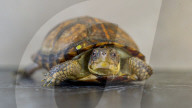 FEATURE - Klein aber oho: Die Dreikiel-Scharnierschildkröte im Terrarium für bedrohte Tierarten