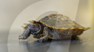 FEATURE - Klein aber oho: Die Dreikiel-Scharnierschildkröte im Terrarium für bedrohte Tierarten