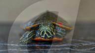 FEATURE - Klein aber oho: Die Dreikiel-Scharnierschildkröte im Terrarium für bedrohte Tierarten
