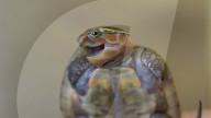 FEATURE - Klein aber oho: Die Dreikiel-Scharnierschildkröte im Terrarium für bedrohte Tierarten