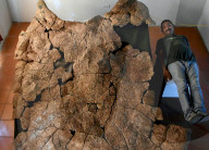 NEWS - Paläontologen haben in Venezuela die Fossilien einer riesenhaften Schildkrötenart entdeckt