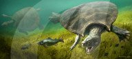 NEWS - Paläontologen haben in Venezuela die Fossilien einer riesenhaften Schildkrötenart entdeckt