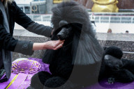 144th Annual Westminster Kennel Club Dog Show, New York, USA - 12 Feb 2020