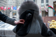 144th Annual Westminster Kennel Club Dog Show, New York, USA - 12 Feb 2020