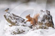 FEATURE - Eichhörnchen und Kohlmeise im Zwiegespräch?