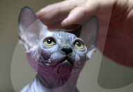FEATURE - Katzen Ausstellung in Minsk