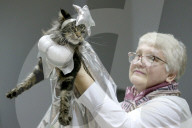 FEATURE - Katzen Ausstellung in Minsk