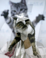 FEATURE - Katzen Ausstellung in Minsk
