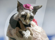 FEATURE - Katzen Ausstellung in Minsk