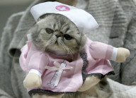 FEATURE - Katzen Ausstellung in Minsk