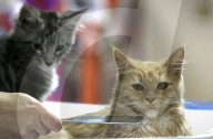 FEATURE - Katzen Ausstellung in Minsk
