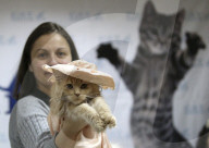 FEATURE - Katzen Ausstellung in Minsk