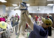 FEATURE - Katzen Ausstellung in Minsk
