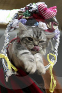 FEATURE - Katzen Ausstellung in Minsk