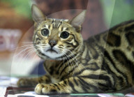 FEATURE - Katzen Ausstellung in Minsk