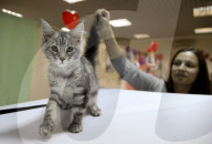 FEATURE - Katzen Ausstellung in Minsk