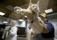 FEATURE - Katzen Ausstellung in Minsk