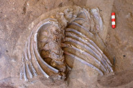 FEATURE - Entdeckung am Blumengrab von Shanidar könnte das Geheimnis der Todesriten der Neandertaler aufdecken