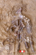 FEATURE - Entdeckung am Blumengrab von Shanidar könnte das Geheimnis der Todesriten der Neandertaler aufdecken