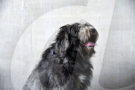 FEATURE - Ein Schäferhund hat nach einem dringend benötigten Haarschnitt ein ganz neues Aussehen bekommen