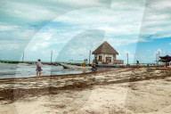 NEWS - Braunalgen bedrohen Naturparadies von Holbox in Mexico