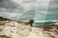 NEWS - Braunalgen bedrohen Naturparadies von Holbox in Mexico