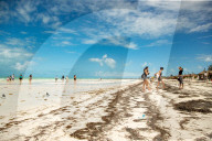 NEWS - Braunalgen bedrohen Naturparadies von Holbox in Mexico