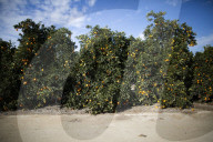 California's historic water law