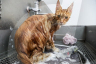 FEATURE - Katzenpflege in Novosibirsk, Russland
