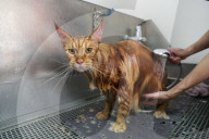 FEATURE - Katzenpflege in Novosibirsk, Russland
