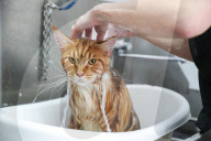 FEATURE - Katzenpflege in Novosibirsk, Russland
