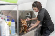 FEATURE - Katzenpflege in Novosibirsk, Russland
