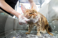 FEATURE - Katzenpflege in Novosibirsk, Russland
