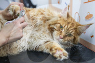 FEATURE - Katzenpflege in Novosibirsk, Russland
