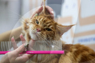 FEATURE - Katzenpflege in Novosibirsk, Russland
