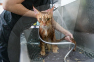 FEATURE - Katzenpflege in Novosibirsk, Russland
